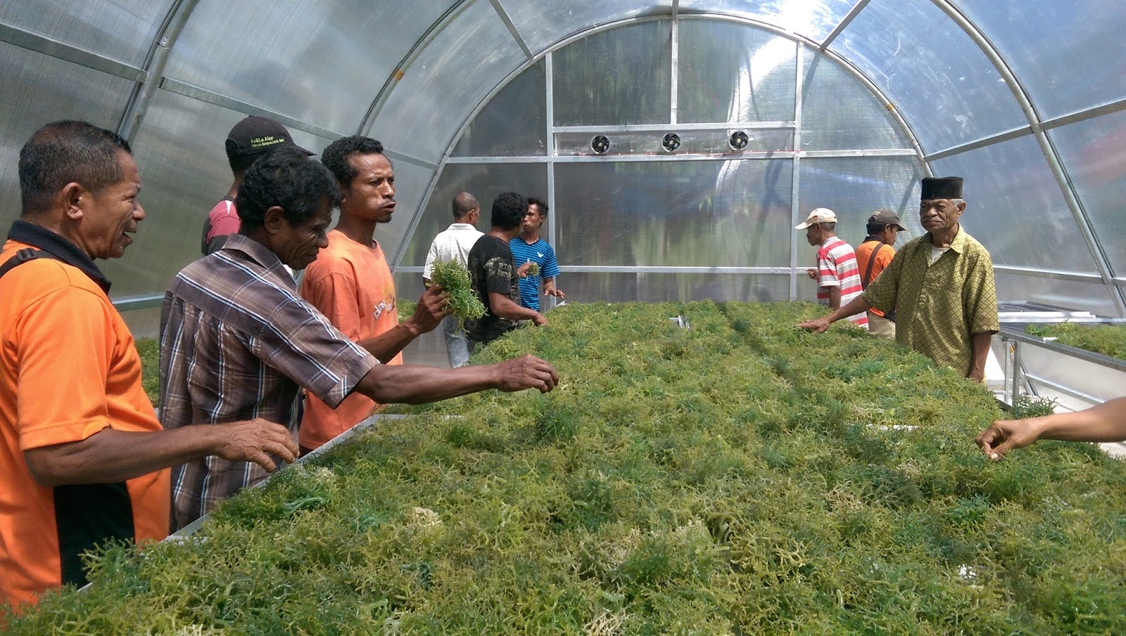 Solar Dryer Dome - Pengeringan rumput laut