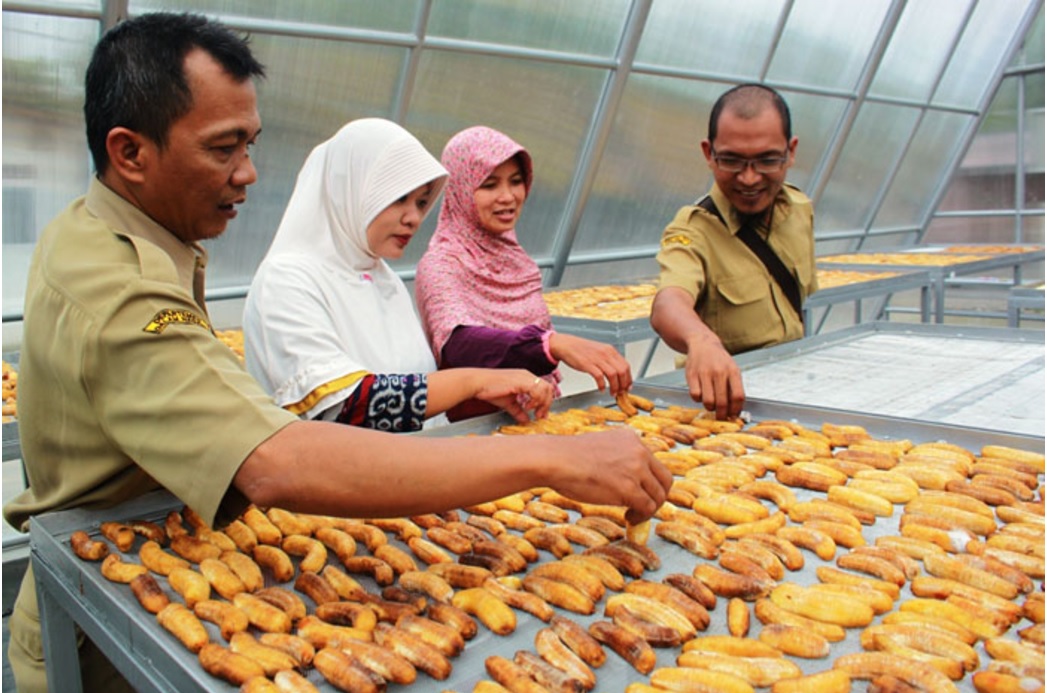 Solar Dryer Dome - Pengeringan pisang