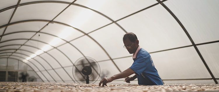 cara pengawetan bahan pangan dengan solar dryer dome