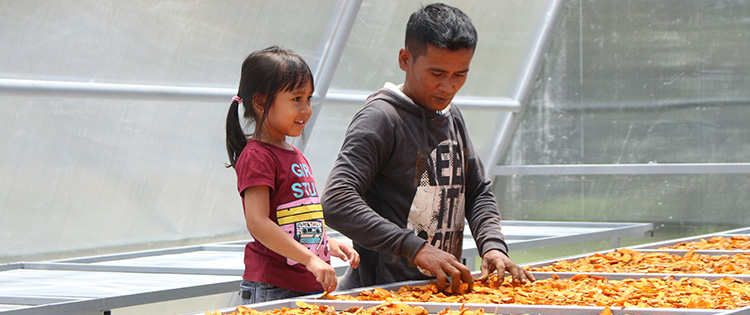 Solar Dryer Dome membuat produk olahan hortikultura menjadi jauh lebih baik secara kualitas, kebersihan dan tampilan produk, selain itu proses pengeringan lebih cepat dua kali lipat...